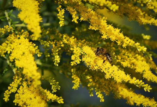 nature background yellow flower of goldenrod with drinking bee
