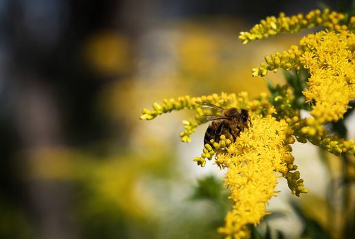 nature background detail of a flower of a goldenrod with a bee