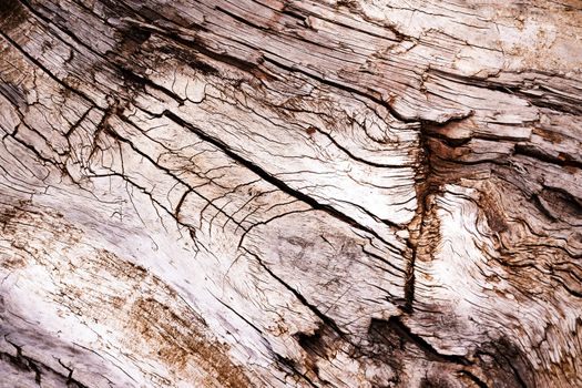 abstract background or texture Detail of an old weathered wooden trunk