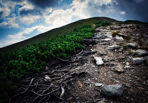 nature landscape background A stone walkway uphill around a pine tree