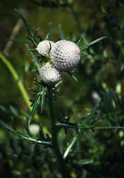 nature seasonal background detail of blooming thistle flower