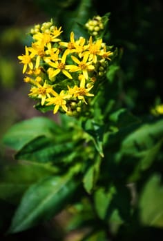 nature seasonal background plant with small yellow flowers