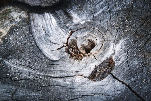 background or exture abstract detail structure on old wood stump