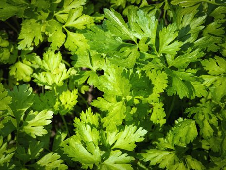 background or texture to smell green parsley