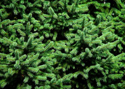 nature background or texture detail on green needles young spruce