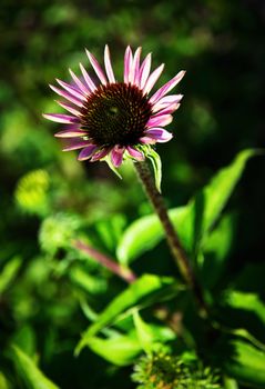 natural background young blooming echinacea flower