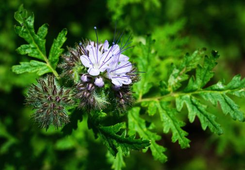 nature background violet blue flowers Phacelia tanacetifolia