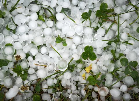 seasonal nature background clover leaves covered with ice hail