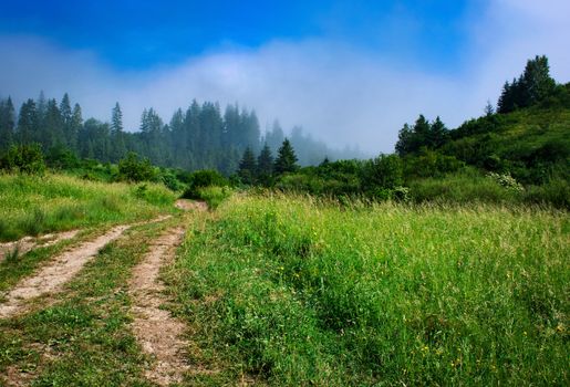 nature seasonal background field path into a misty forest in the morning