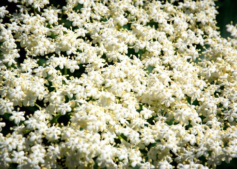 nature seasonal background small white flowers elderberry