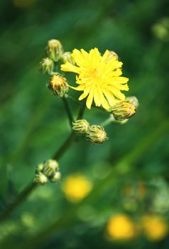 nature seasonal background yellow meadow flowers on a dark green