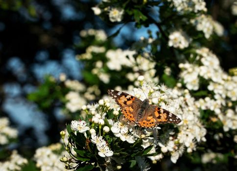 nature seasonal background butterfly on a flower hawthorn