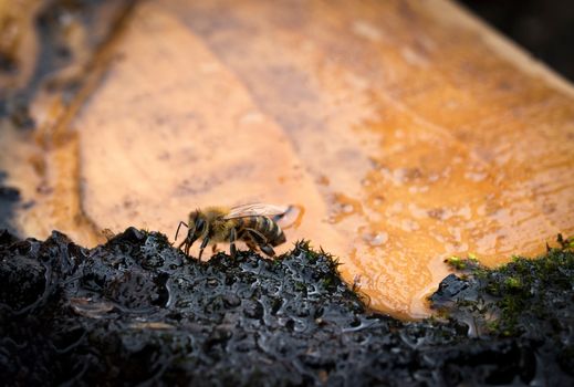 nature background bee drinks water with wet moss