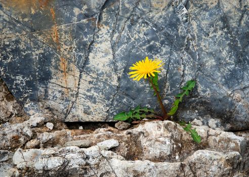 seasonal background abandoned dandelion on a stone wall