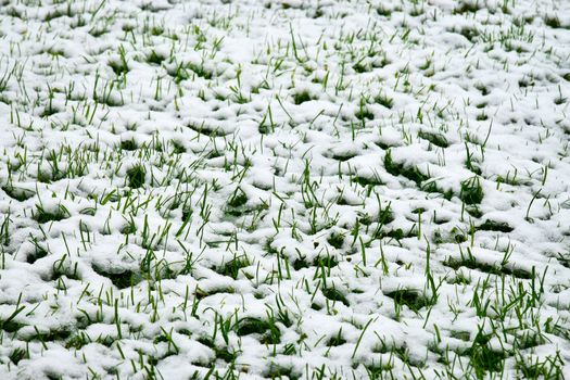 seasonal nature background snow covered green lawn