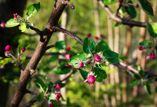 nature seasonal background apple twig with blooming flowers