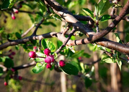 seasonal nature background not blooming apple tree buds