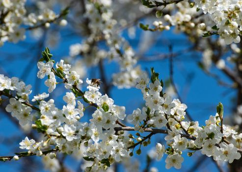 seasonal nature background bee drinks nectar with plum blossom