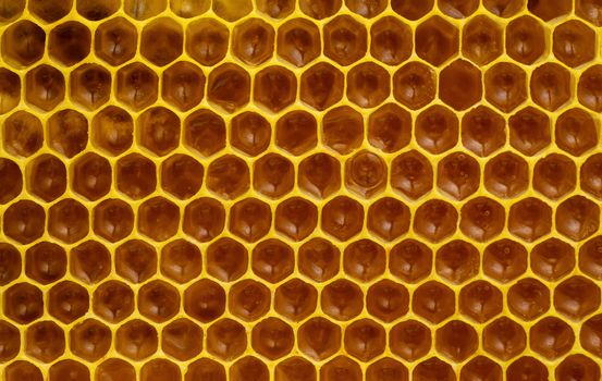 food detail background or texture immature honey in honeycombs