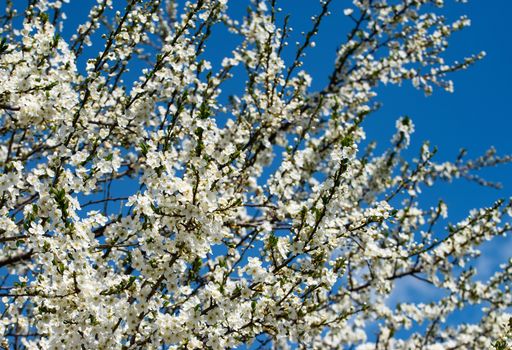 nature seasonal background dense white flowering shrub of plum