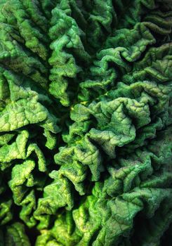 nature background wrinkled surface of green rhubarb leaf