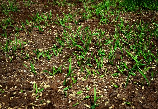 nature seasonal background green leaves of barley in the clay