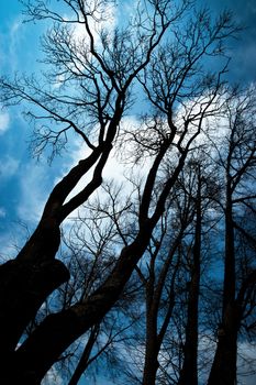 nature scary background dark old big lime trees