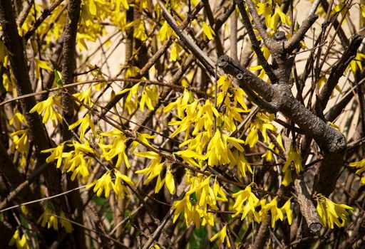 nature seasonal background detail of shrub golden rain