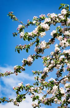 nature seasonal background apple branch with blooming flowers