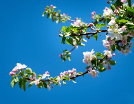 nature seasonal background apple branch with blooming flowers