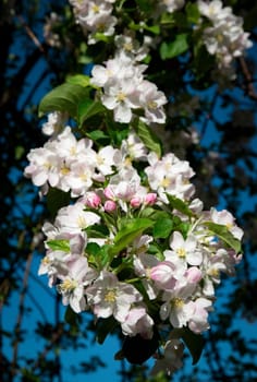 seasonal nature background close-up of a group of apple tree flowers