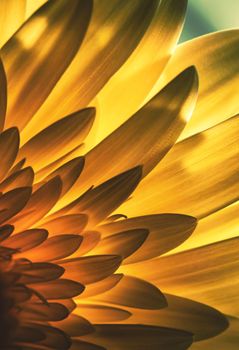 nature background Abstract view of a flower petal in backlight