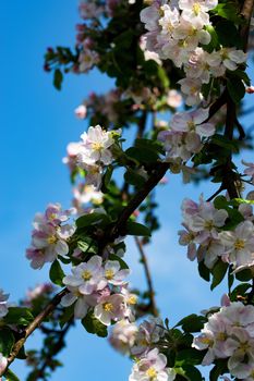 seasonal nature background apple flowers in may