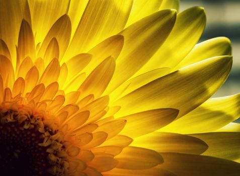 abstract nature background detail Gerbera petals backlit