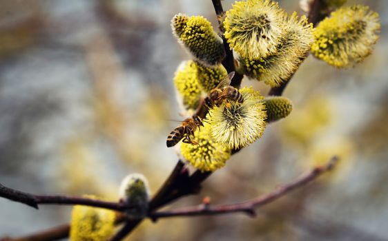 nature seasonal background two bees are feeding on willow