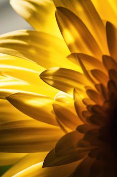 abstract nature background gerbera flower petal detail in backlit