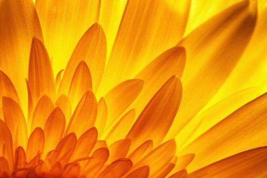 nature background gerbera flower petal detail in backlit