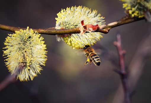 nature seasonal background bee flying on a willow flower