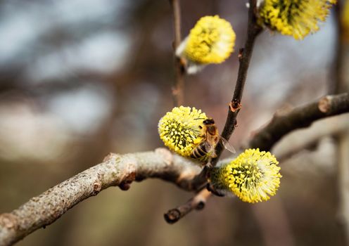 nature seasonal background bee on a willow flower