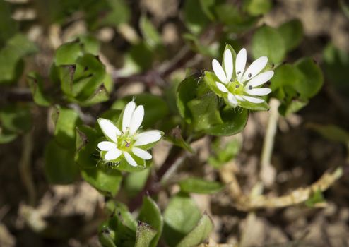 nature seasonal background two white flowers weed Stellaria media