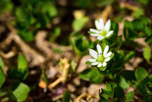 nature seasonal background two white flowers weed Stellaria media