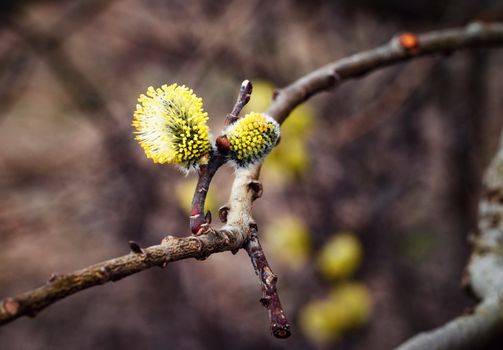 seasonal nature background two willow yellow buds