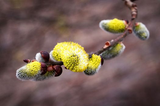 nature seasonal background Yellow blooming Peachleaf Willow