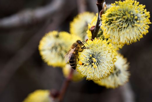 nature seasonal background bee on yellow blooming willow