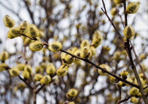 seasonal nature background yellow blooming willows with bees