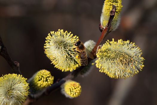 nature seasonal background bee on yellow blooming willow