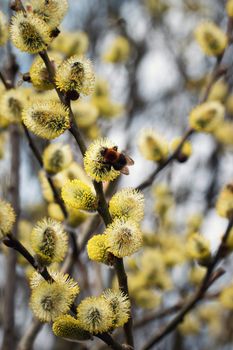 nature seasonal background bumblebee is feeding on willow