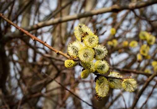 nature seasonal background bees feed on willow