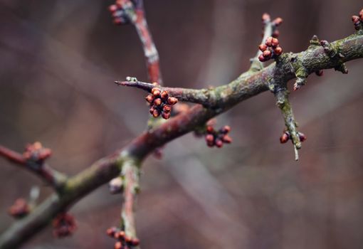 nature seasonal background blackthorn branch before blooming