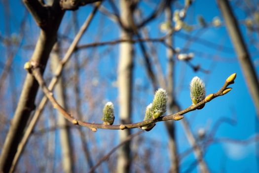 seasonal background willow catkins with yellow pollen